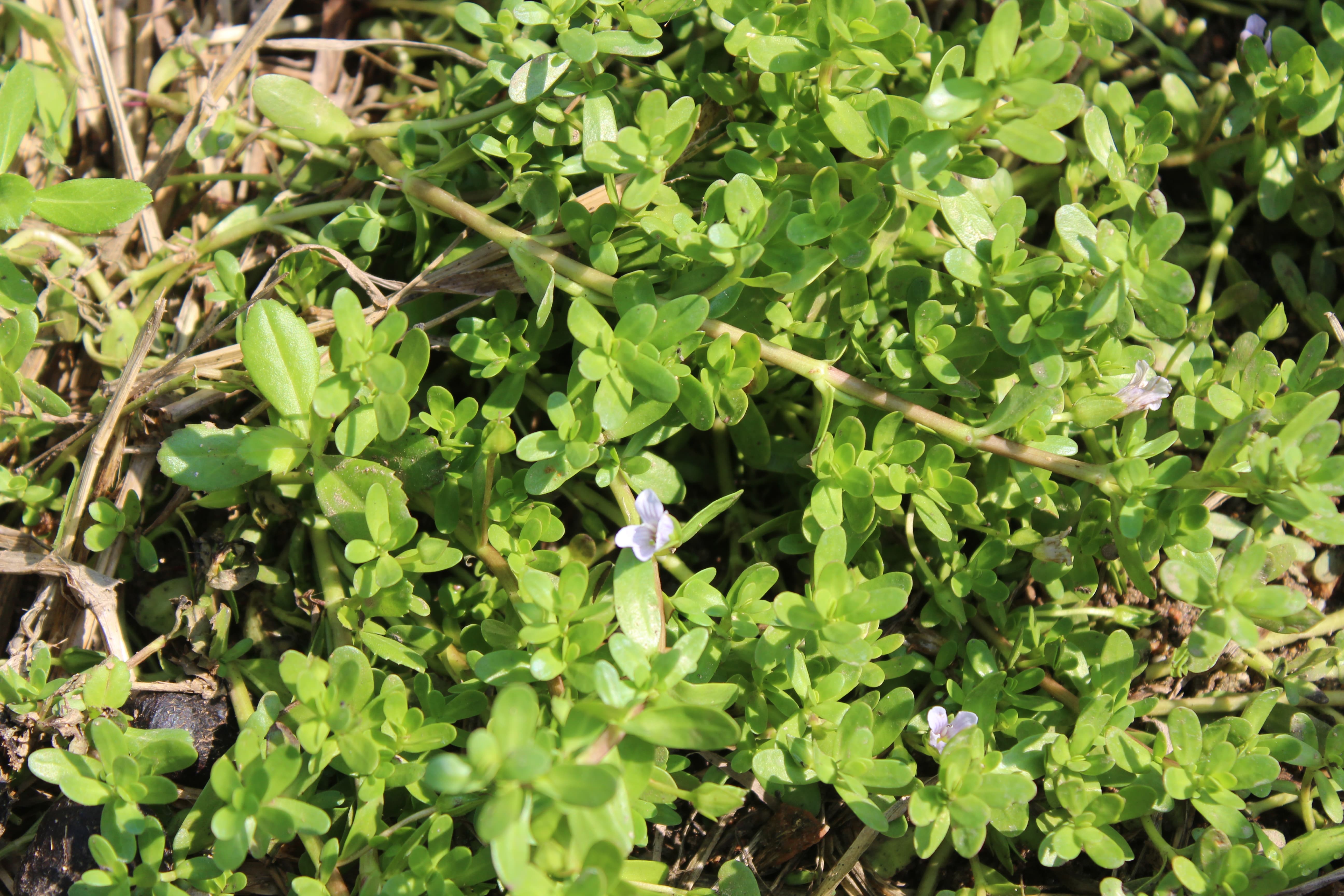 Plant Image